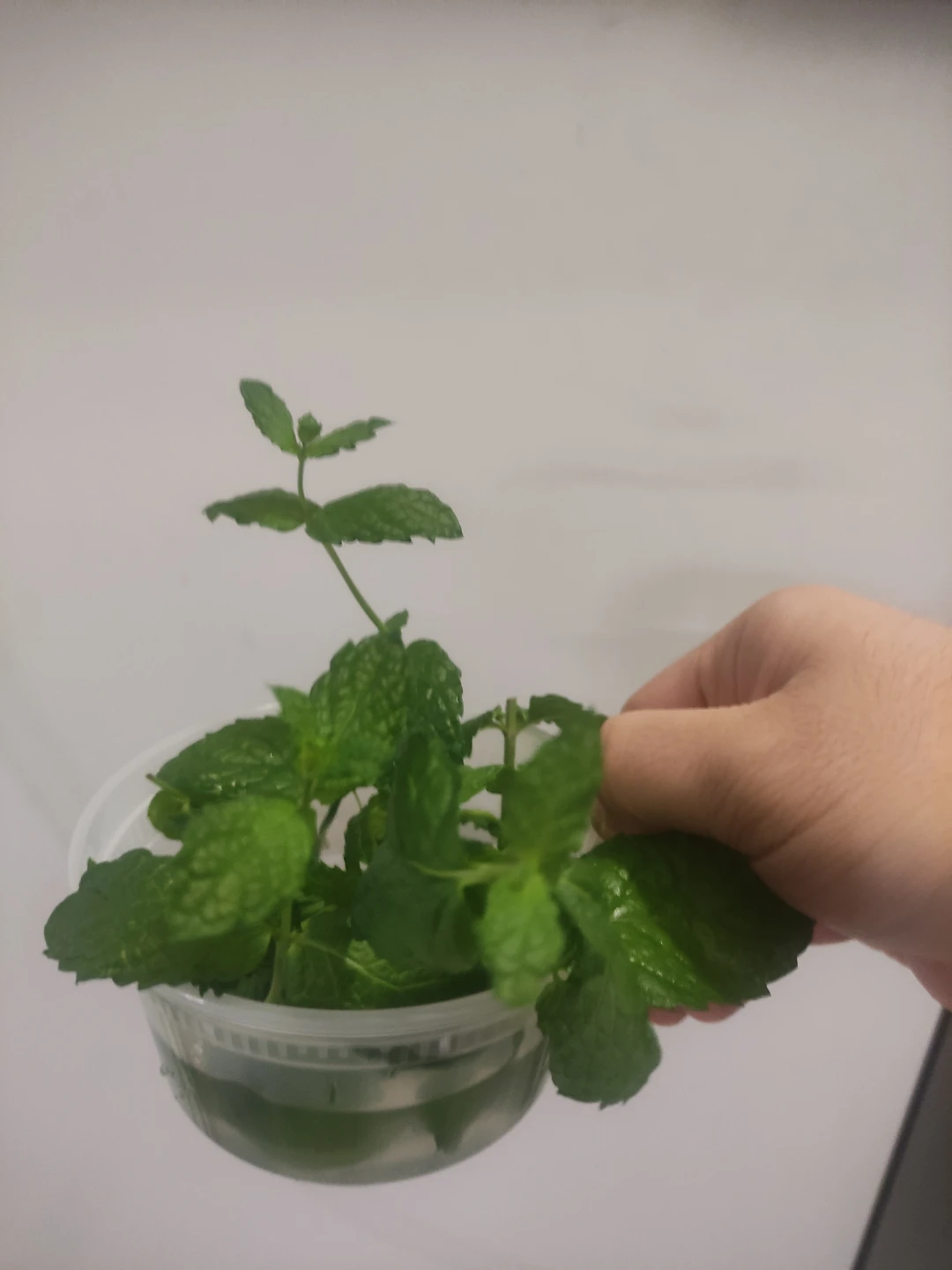 Fresh Mint Cuttings 🏈