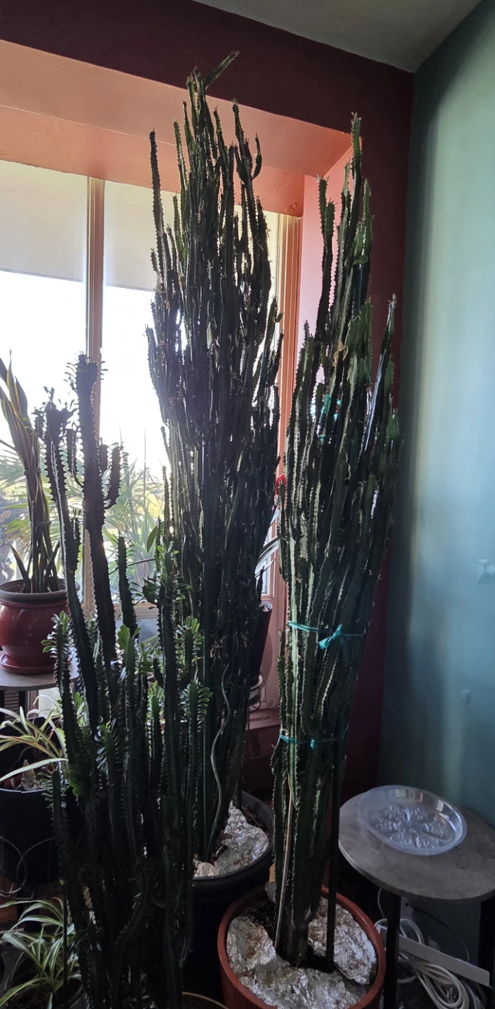 Large Potted Euphorbia Trigona Plants