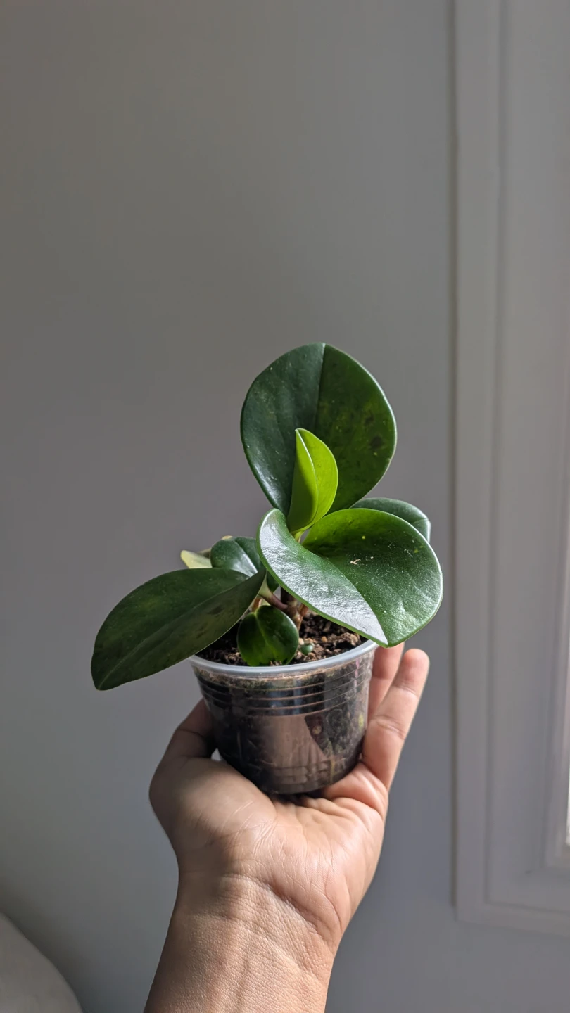 Baby Rubber Plant