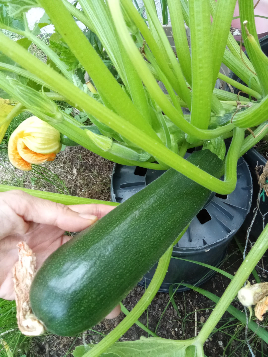 Fresh Garden Zucchini