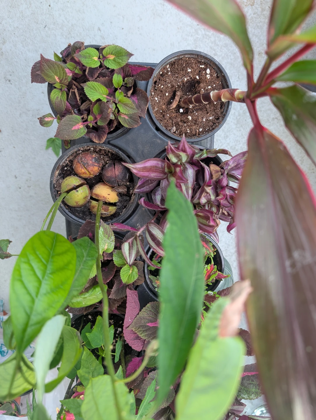 10 Potted Plants Tray, Avocado,Papaya,Cordyline,Coleus&Trades - photo 5