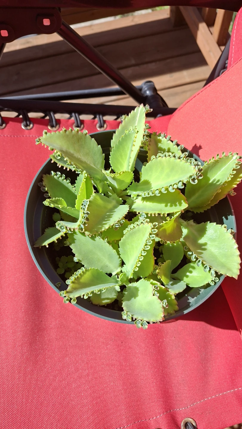 Mother of Thousands Succulent Plant