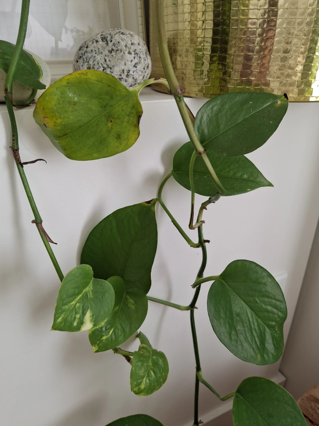 Trailing Golden Pothos Plant - photo 3
