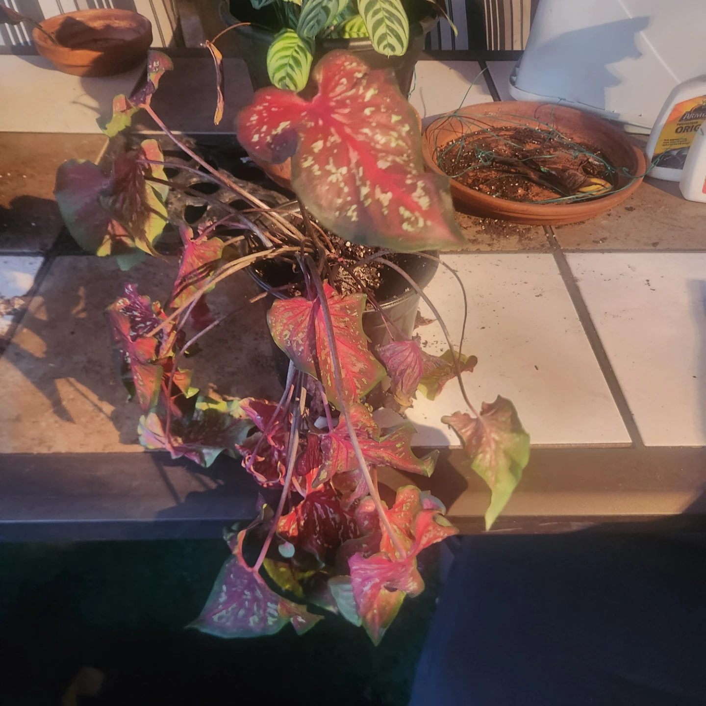 Caladium plant