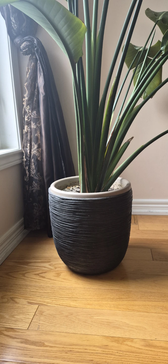 Large Bird of Paradise plant in pot - photo 4