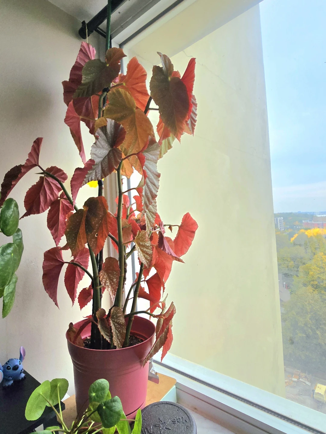Polka Dot Begonia Houseplant
