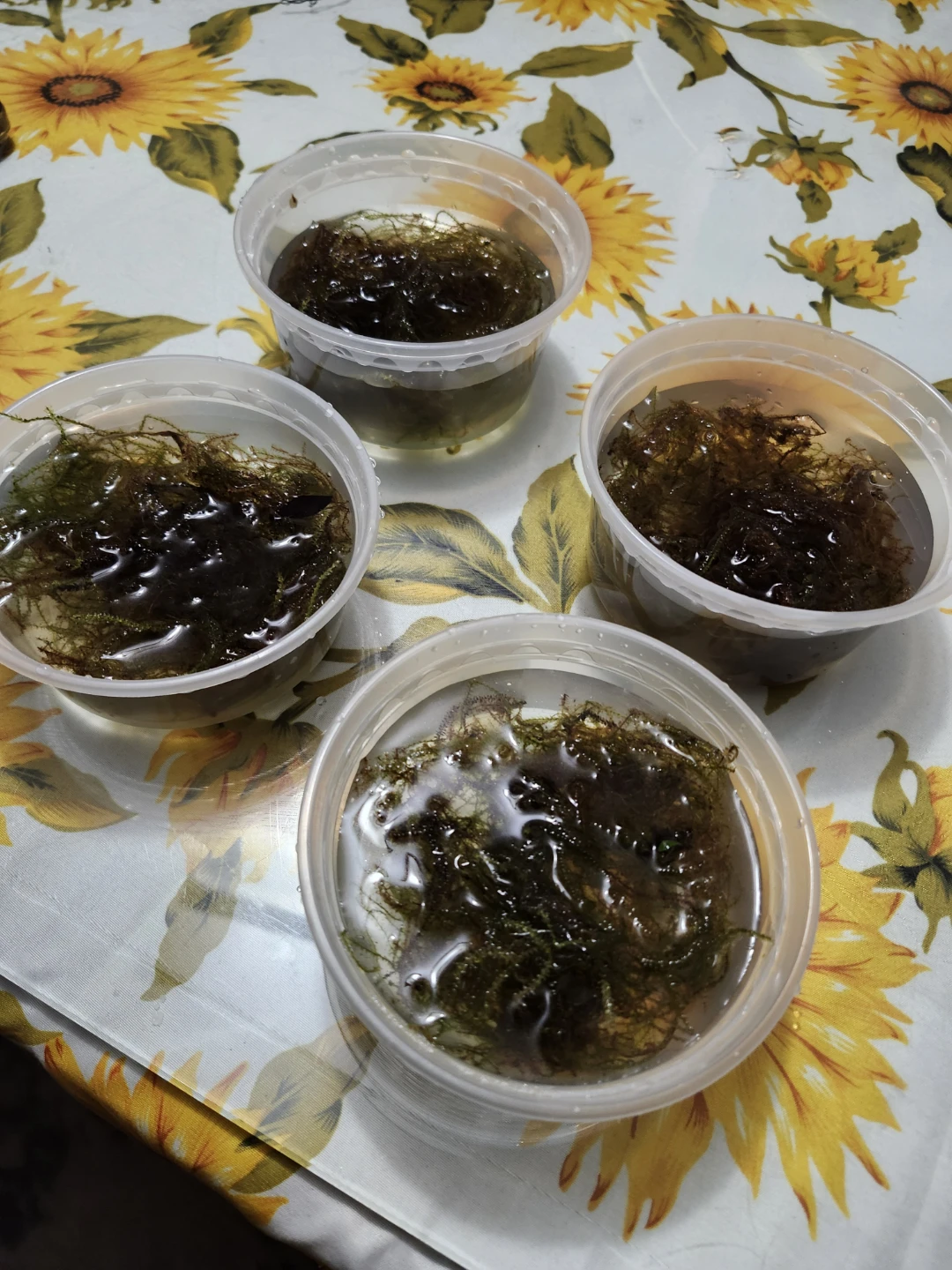 Aquarium Moss for aquariums and fish tanks