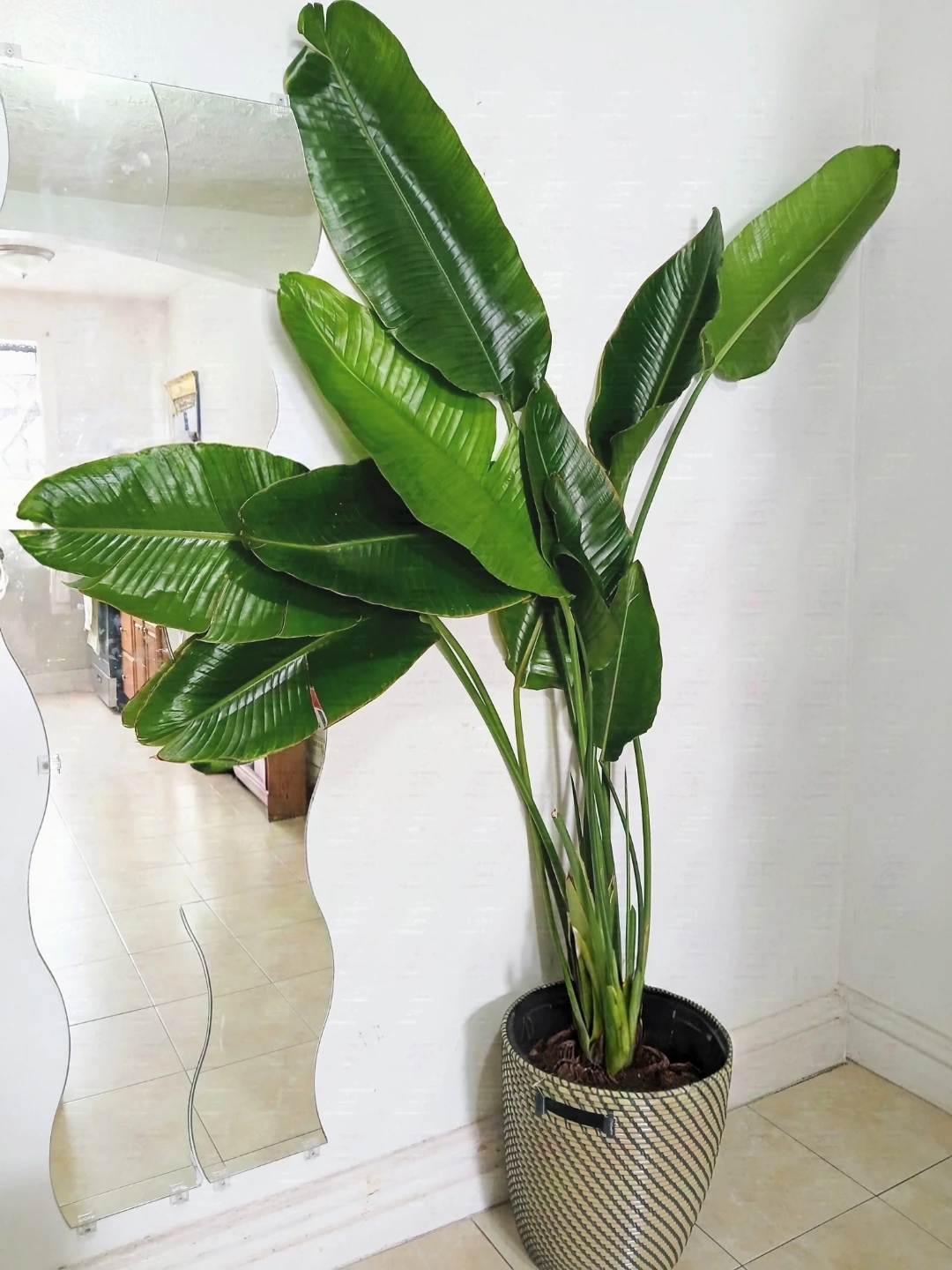 Large Bird of Paradise Plant in Basket