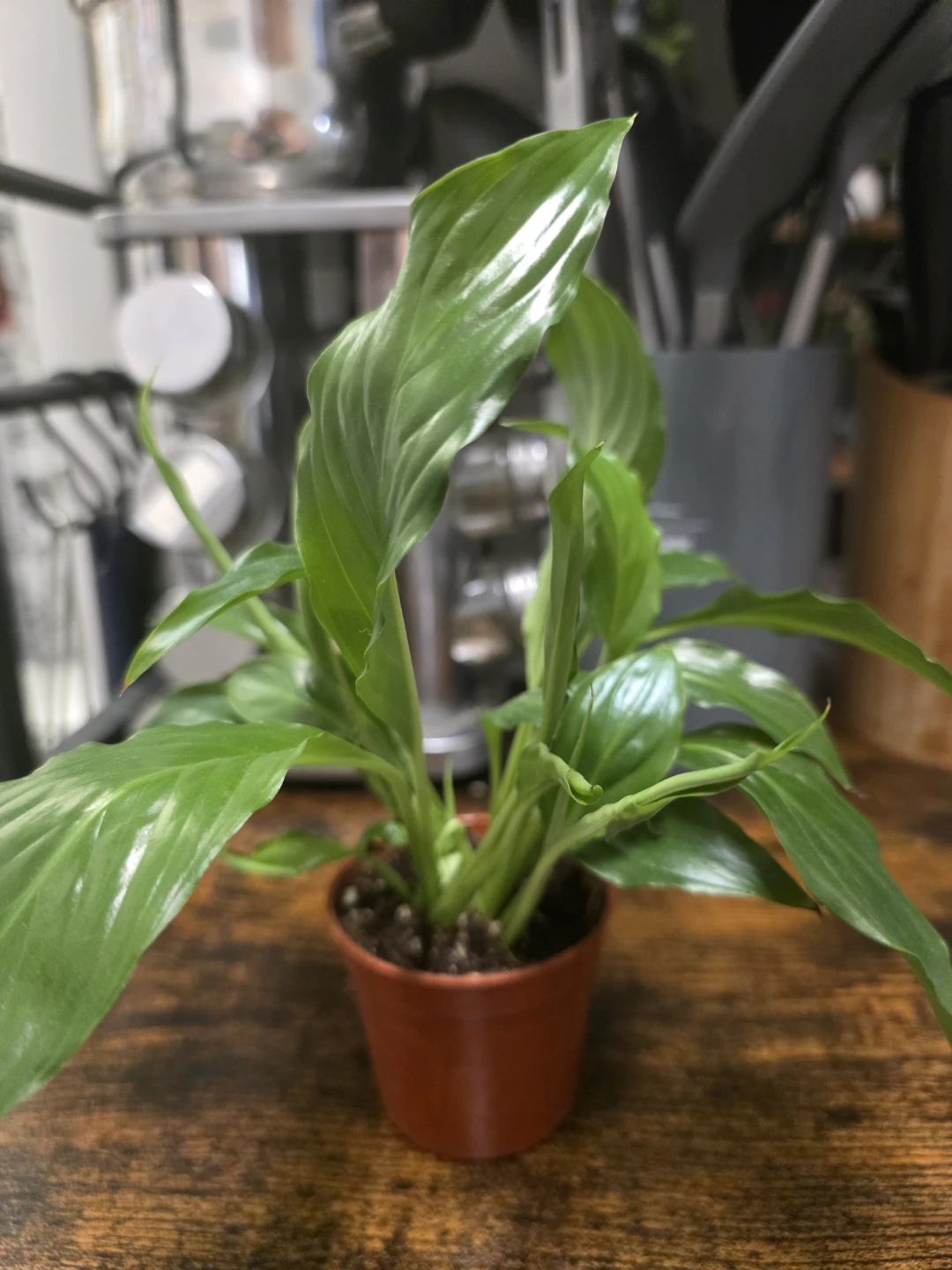 Small Peace Lily Houseplant - photo 2