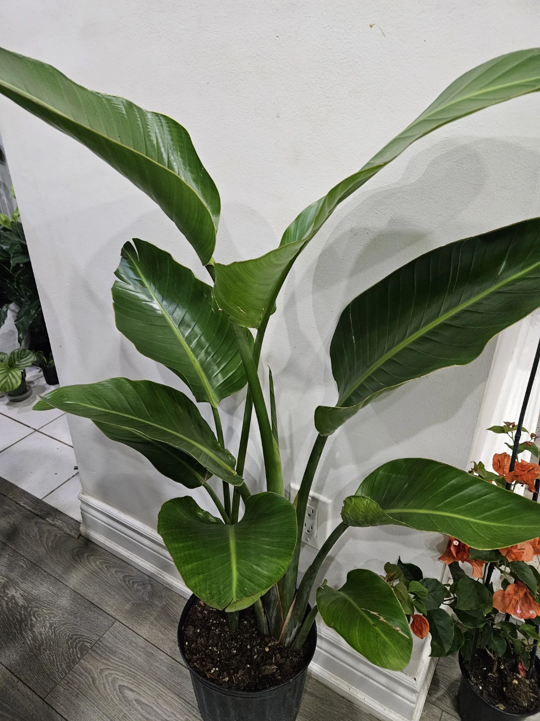 Strelitzia nicolai Bird of Paradise plant - photo 2