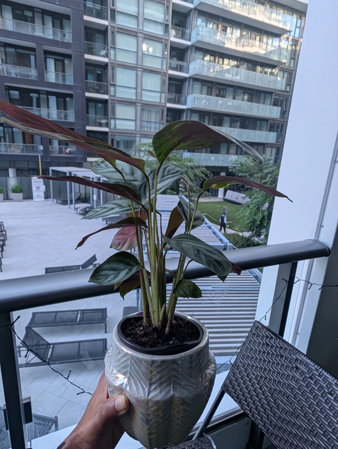 Collection of Assorted Potted Indoor Plants - photo 4