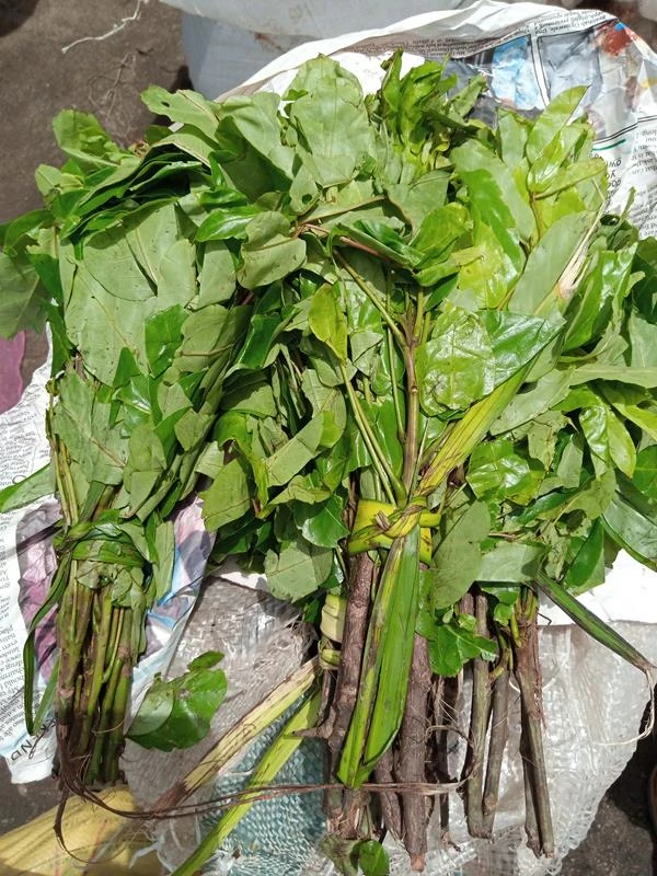 Fresh oha leaf - photo 2