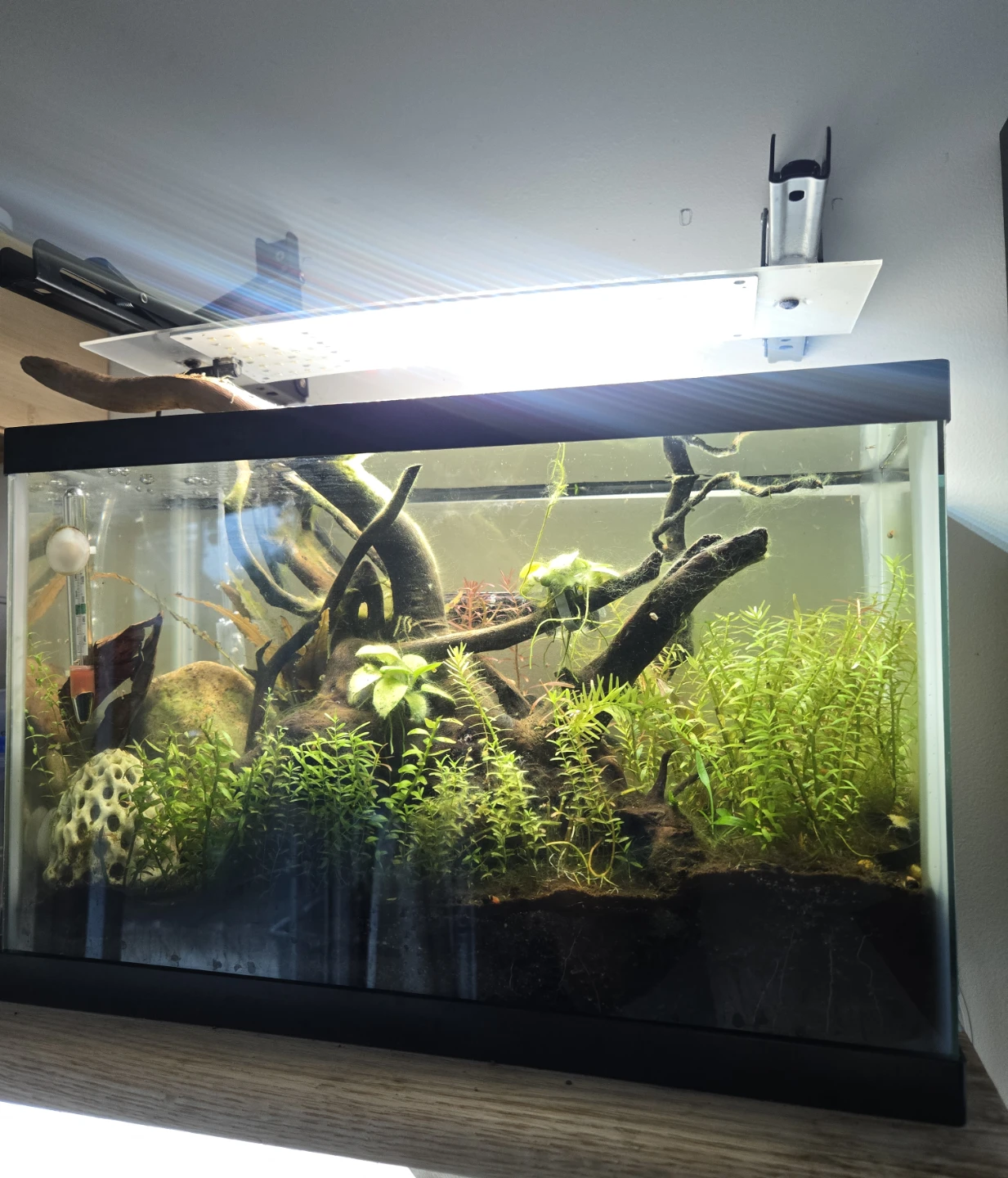 Fully matured 6G fish tanks ALL INCLUDED!!
