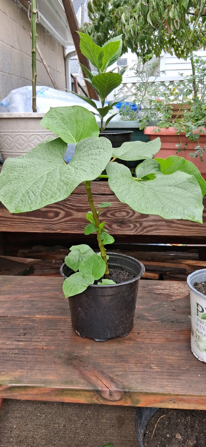 Hoja Santa  Plant in Plastic Pot - photo 3