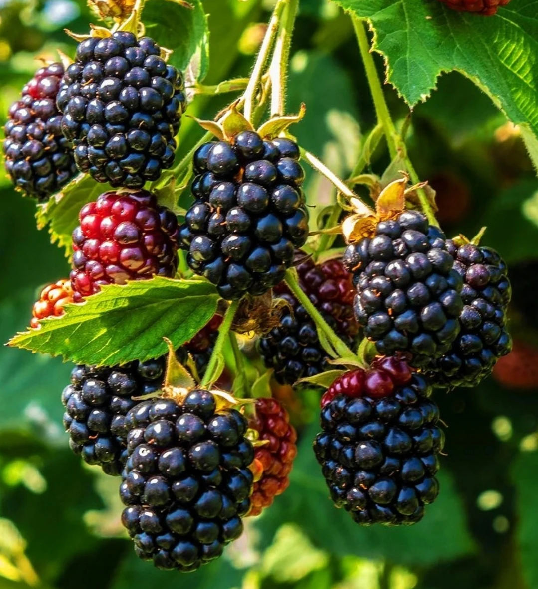Blackberry in pot - photo 5