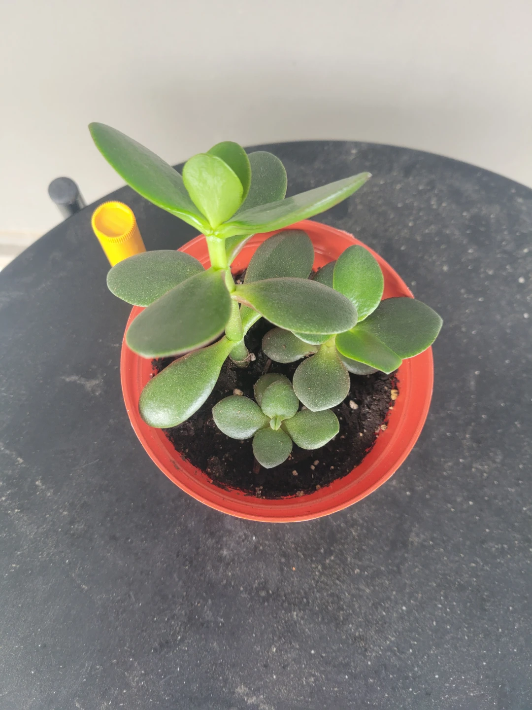 Baby jade plants - photo 4