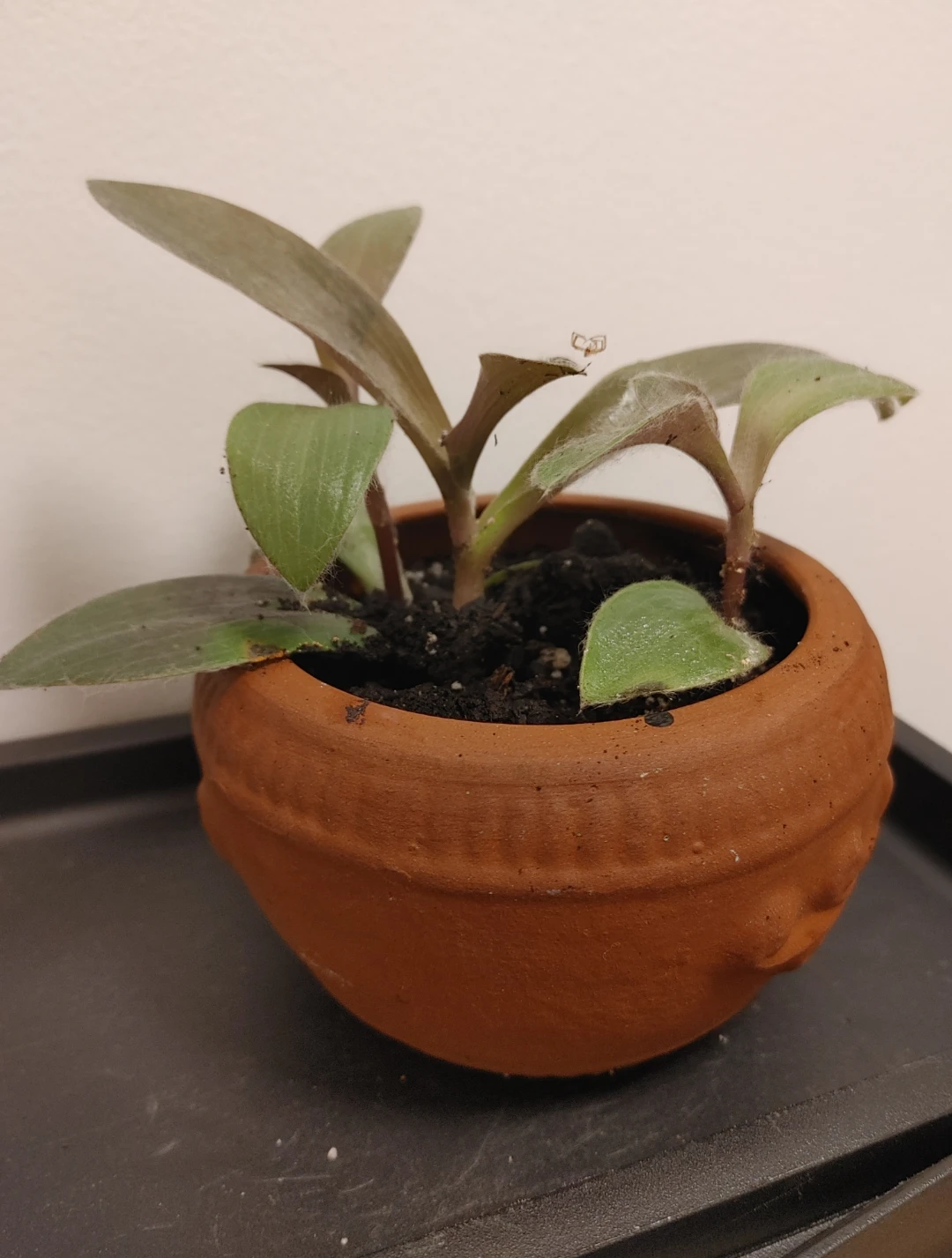 Real Tradescantia plant in small terracotta pot - photo 4