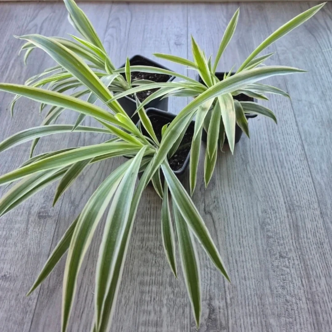 Three Variegated Spider Plants