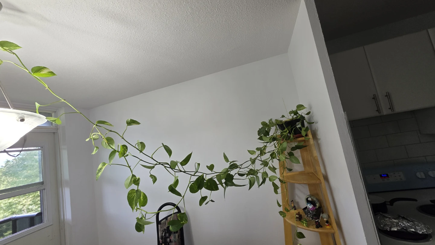 Pothos Plant - photo 3
