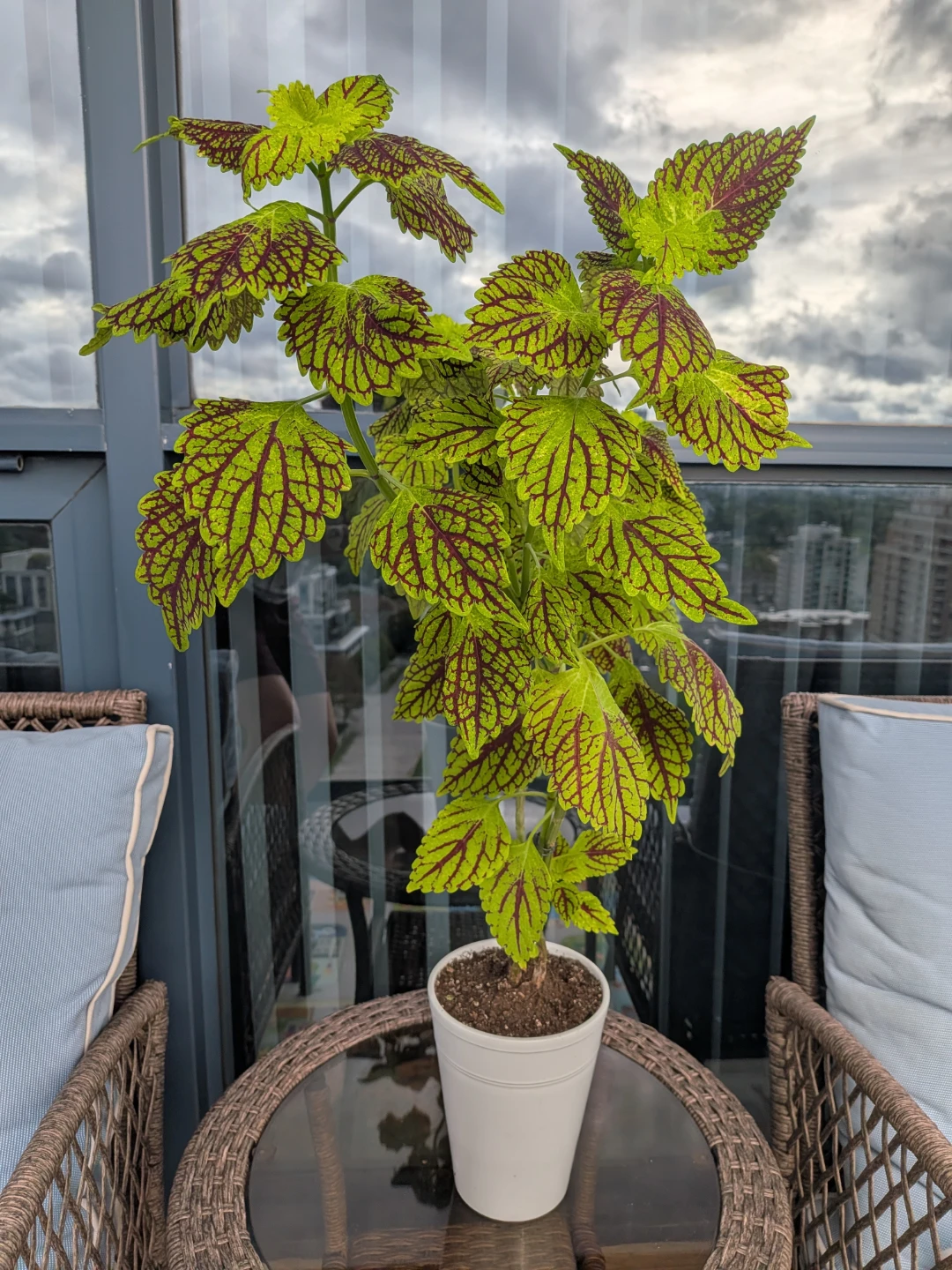 Coleus Plant in White Pot 28 inches
