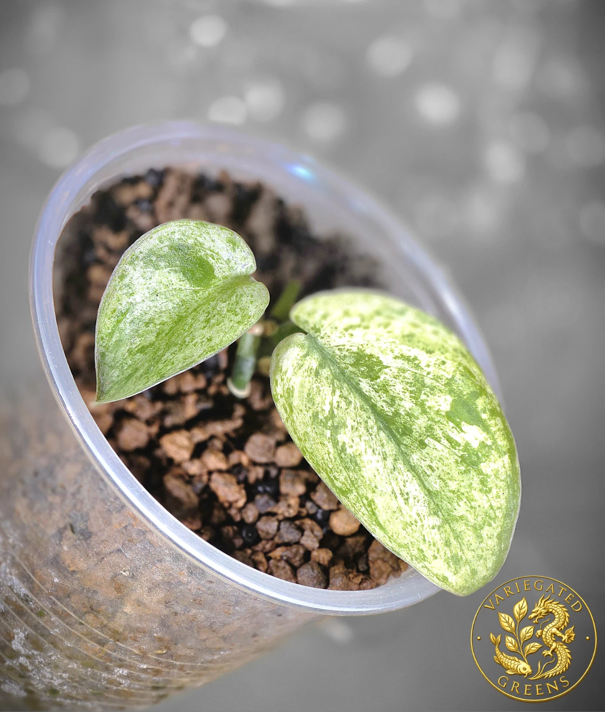 Scindapsus pictus Halimoon "Celestial Murmur" - photo 2