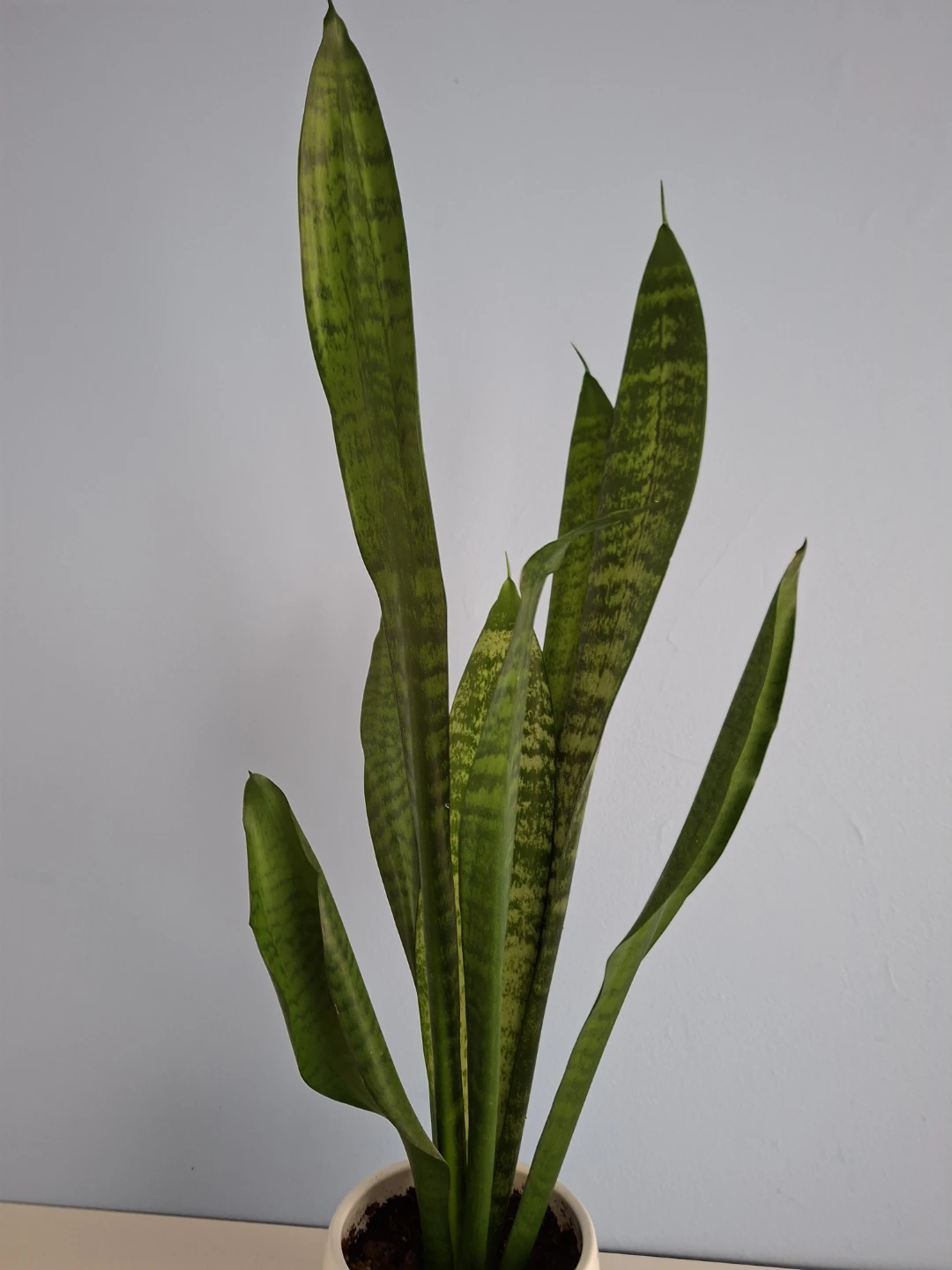 Snake Plant in White Ceramic Pot - photo 2