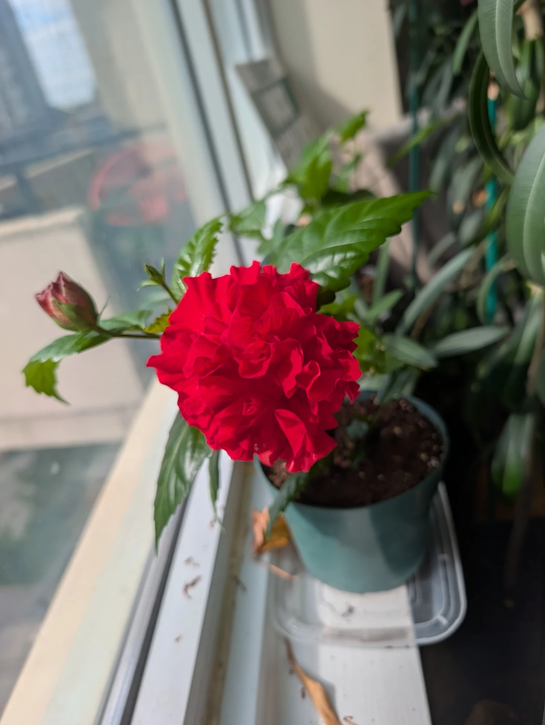Red Hibiscus Cutting with Bud