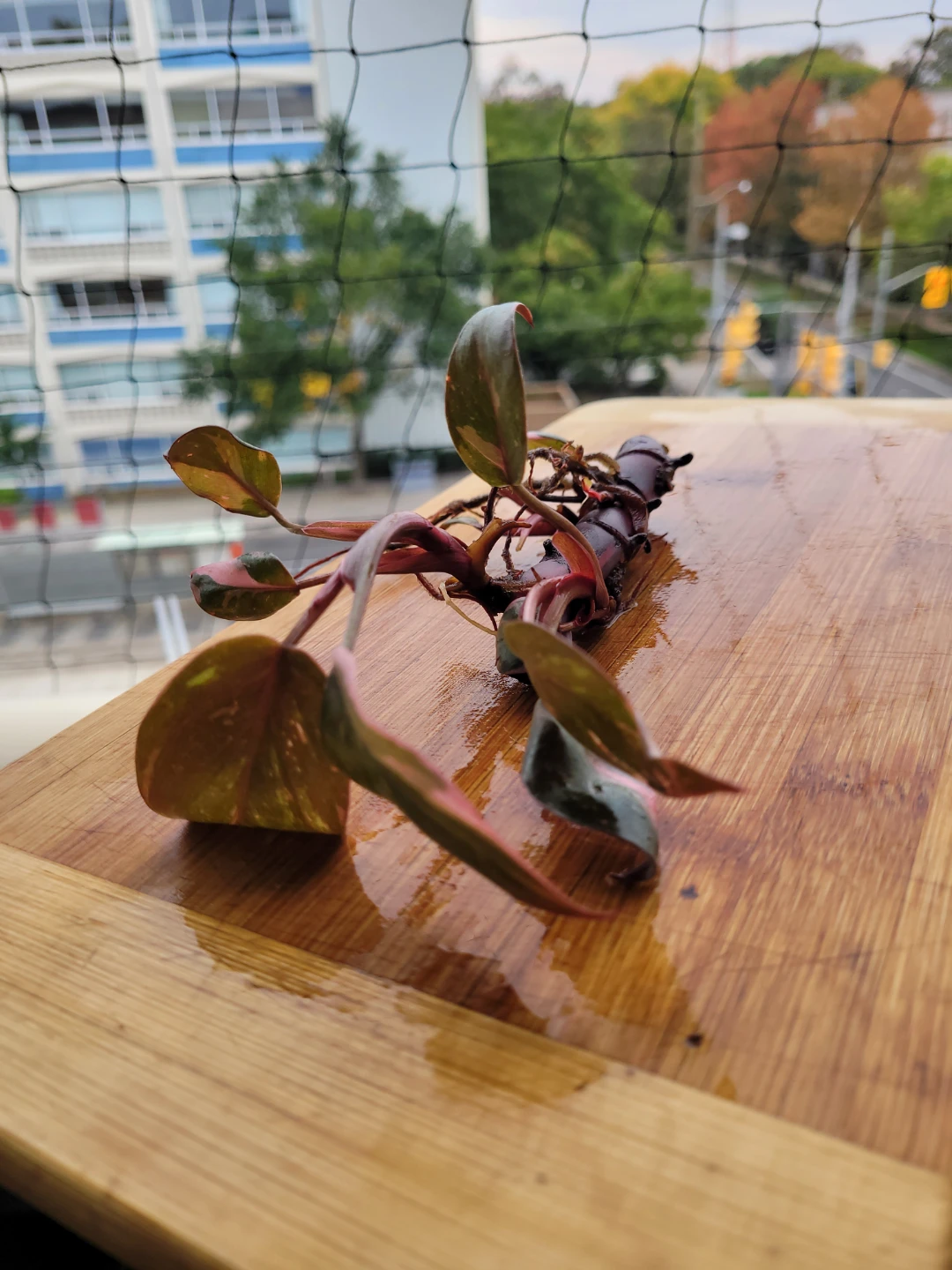 Philodendron Pink Princess Cutting - photo 5
