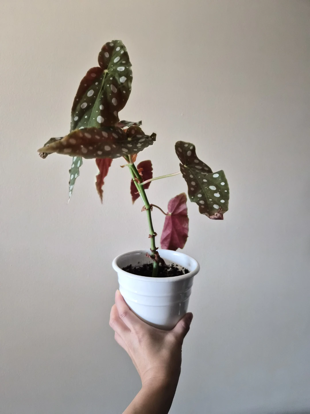 Polka Dot Begonia Plant - photo 3