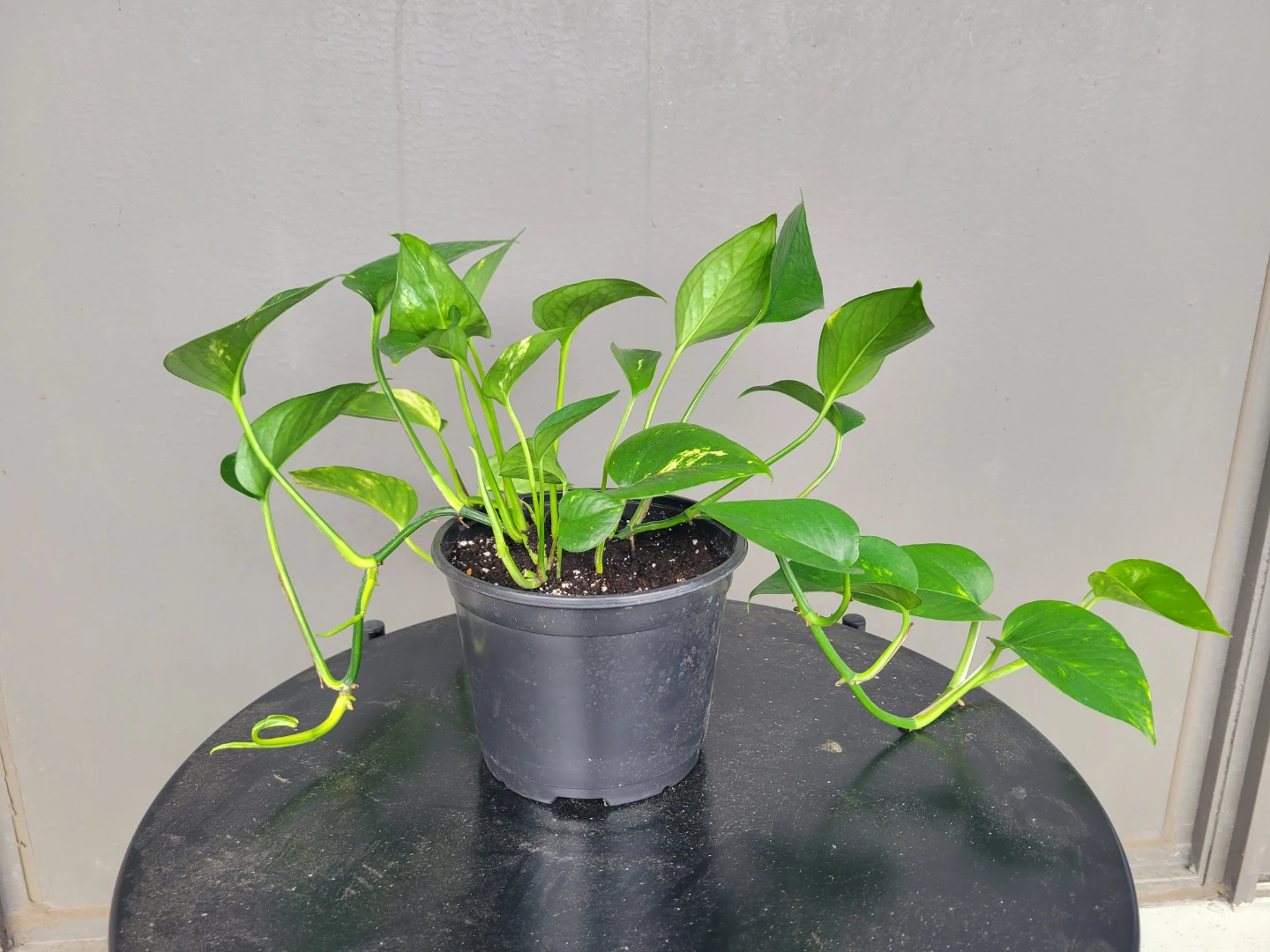 Healthy pothos - photo 2