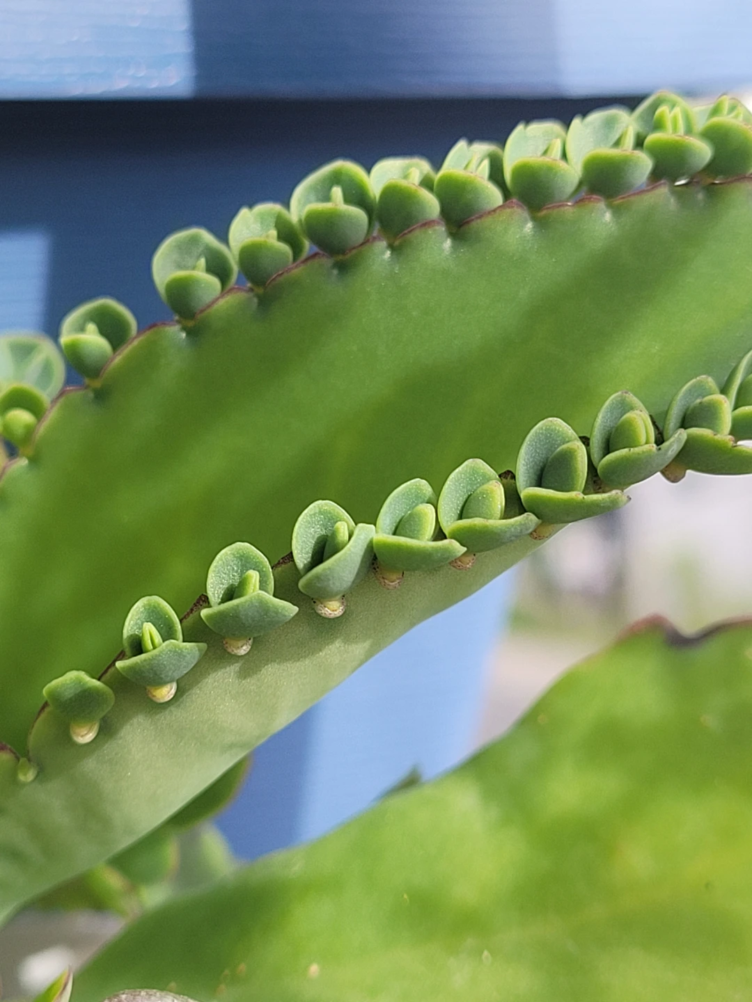 Mother of Thousands Succulent in Pot - photo 2