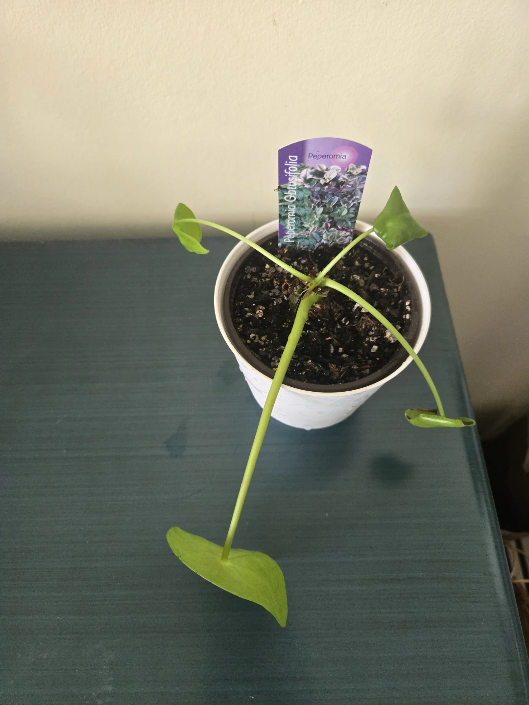 Peperomia Needs TLC - photo 2