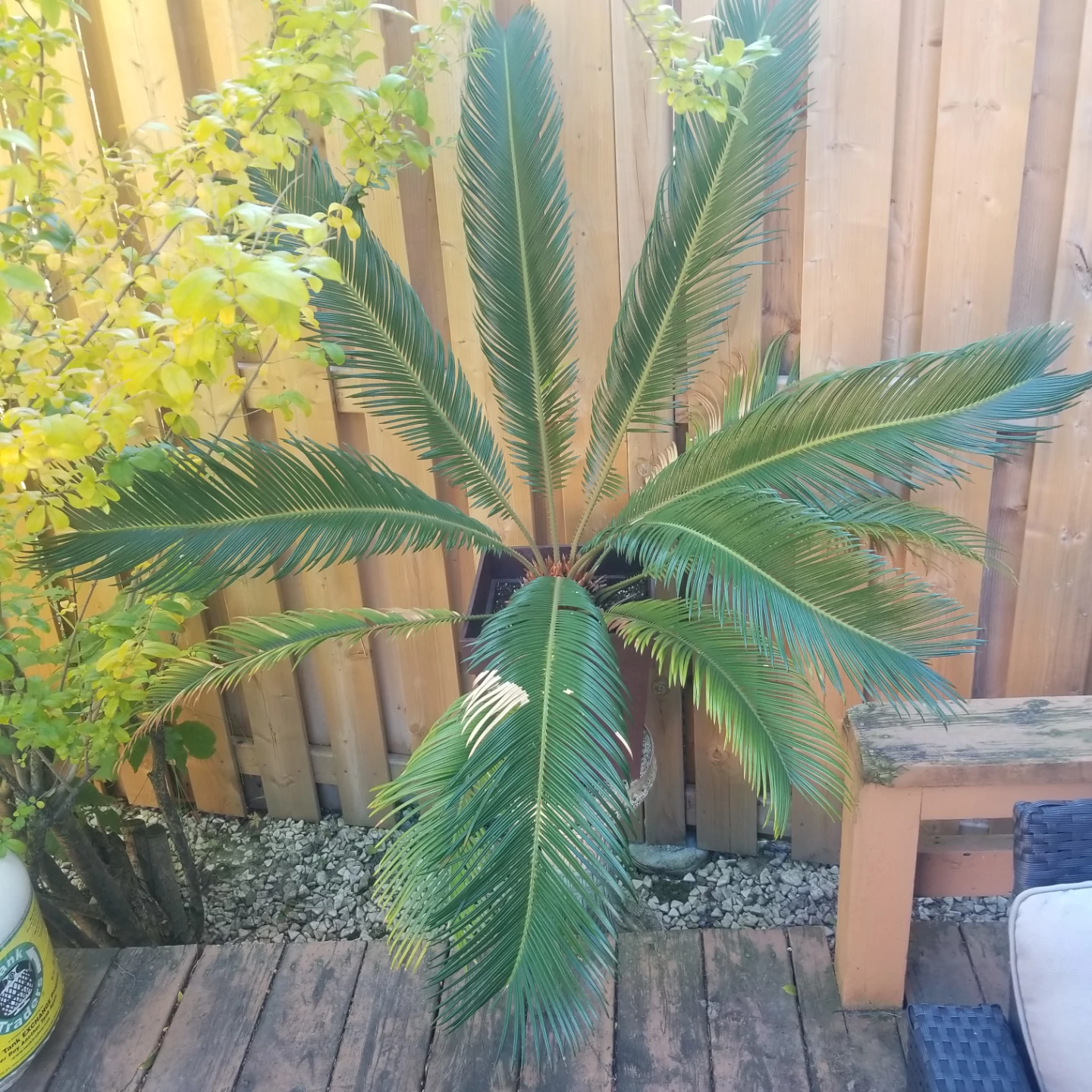 Large Sago Palm plant in square pot