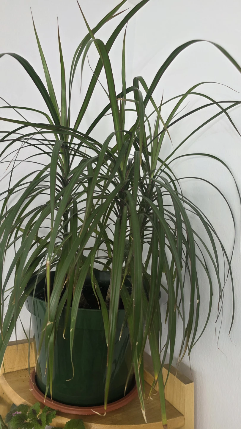 Dracaena Marginata Houseplant - photo 4
