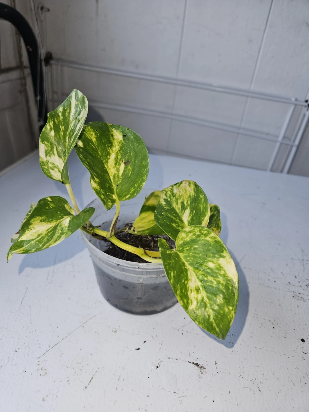 Golden Pothos Cutting in Water