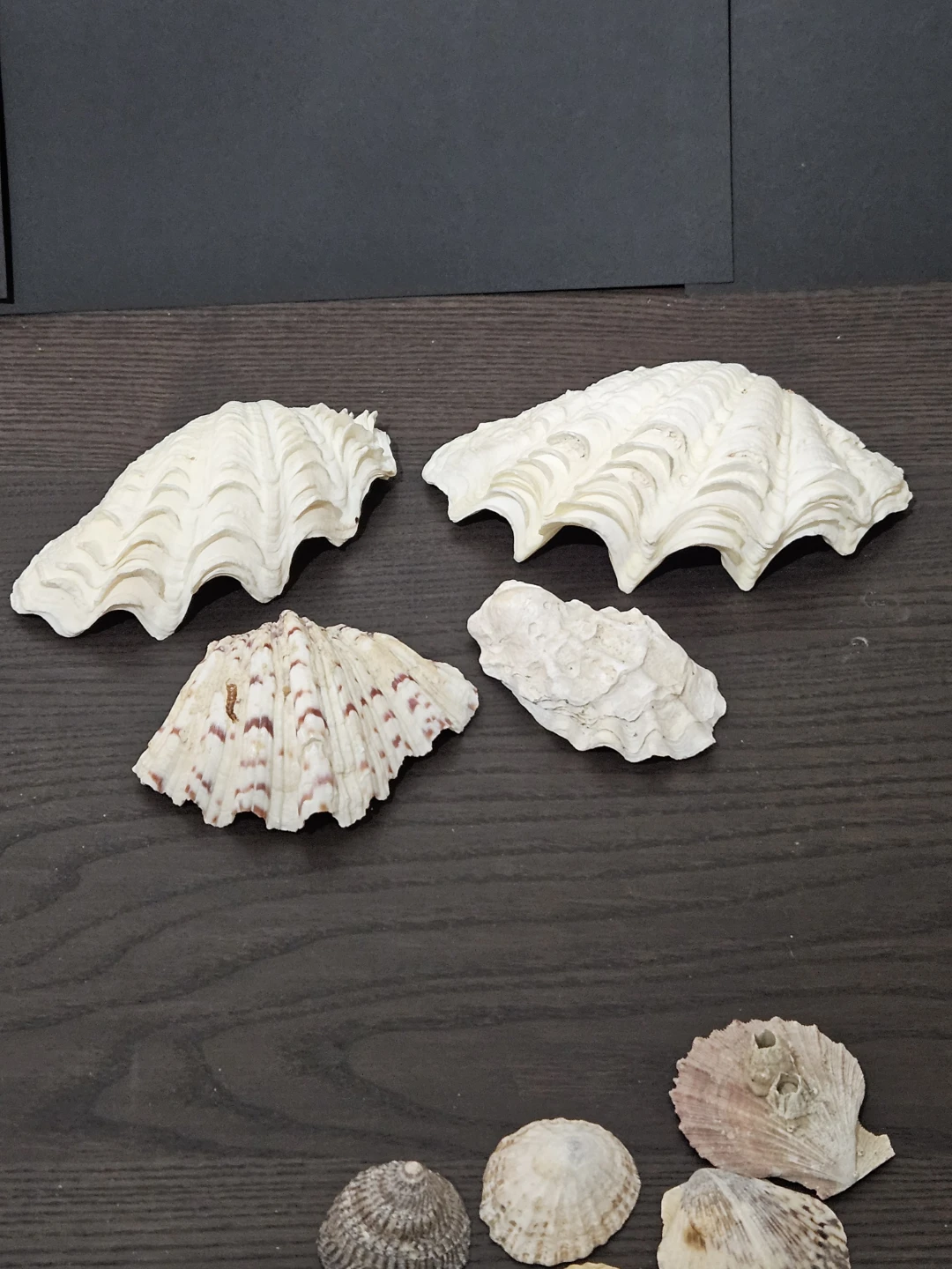 Collection of Seashells - photo 5
