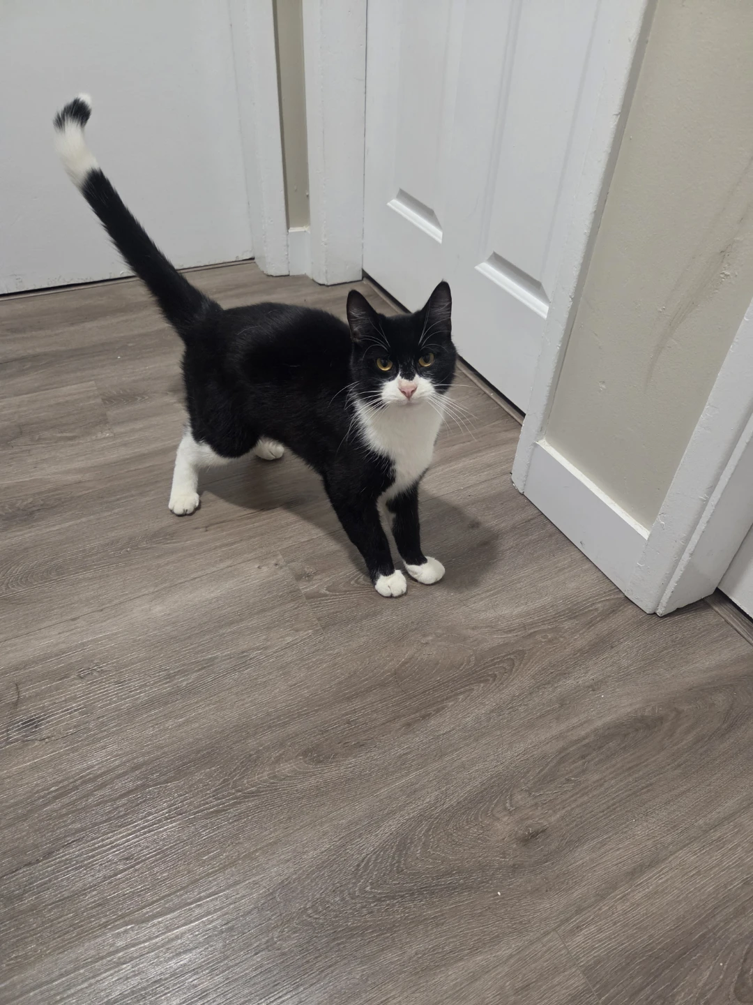 Cat for free