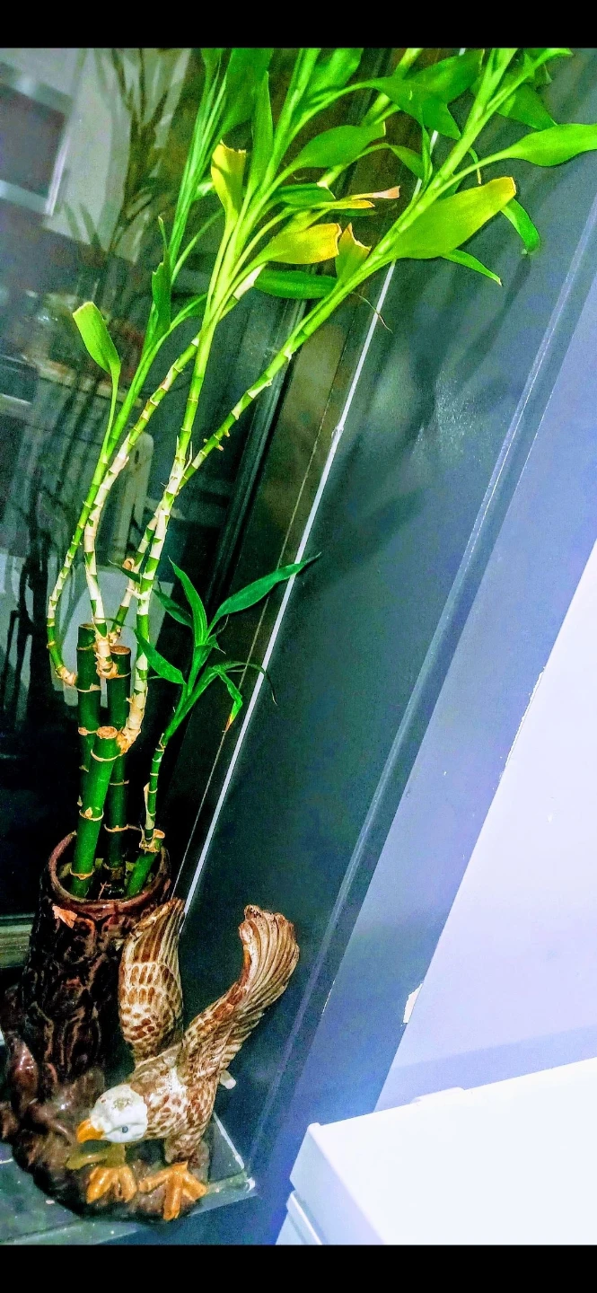 Lucky Bamboo Plant in Eagle Planter or money Tree. 125 each 🏈 - photo 2