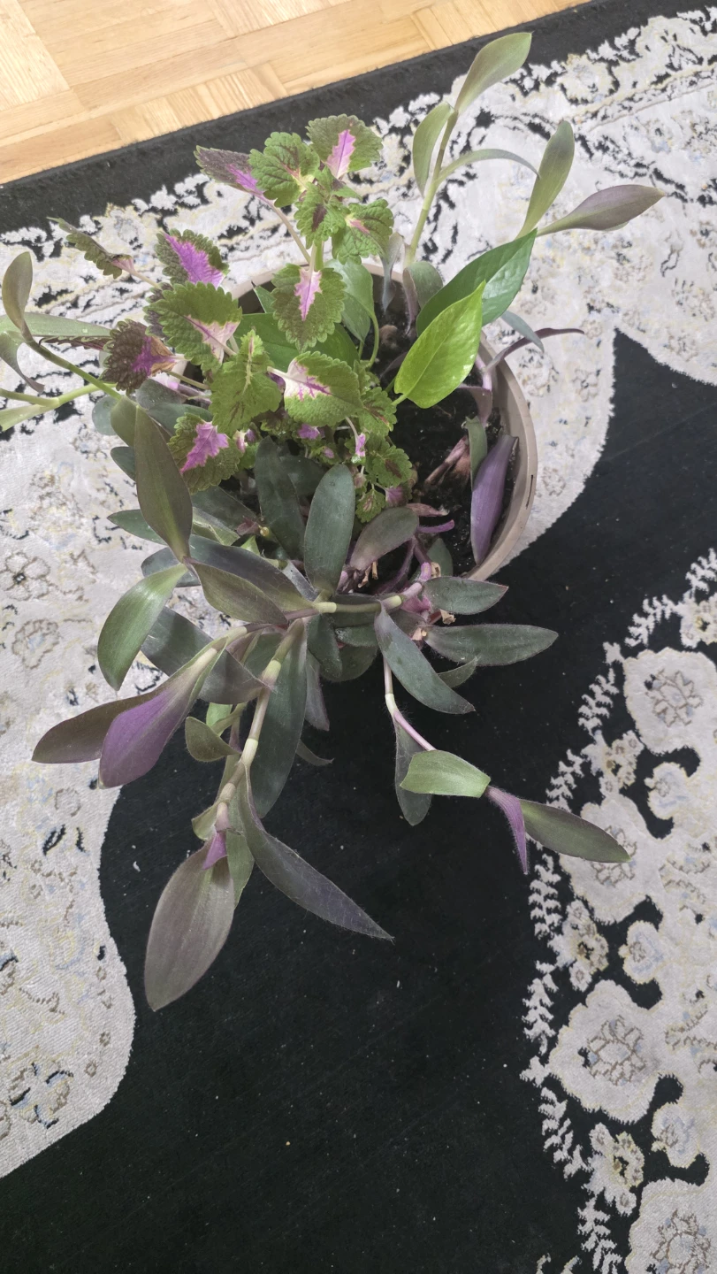 Mixed Potted Plants Arrangement - photo 4