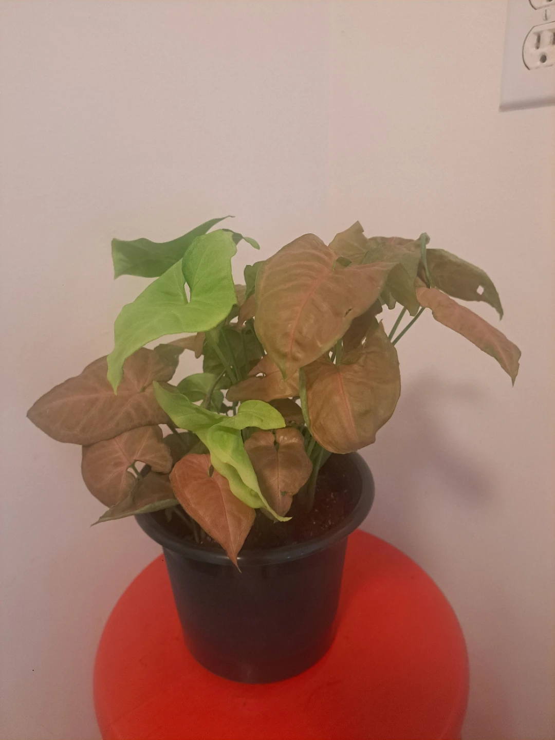 Syngonium Pink Houseplant - photo 3