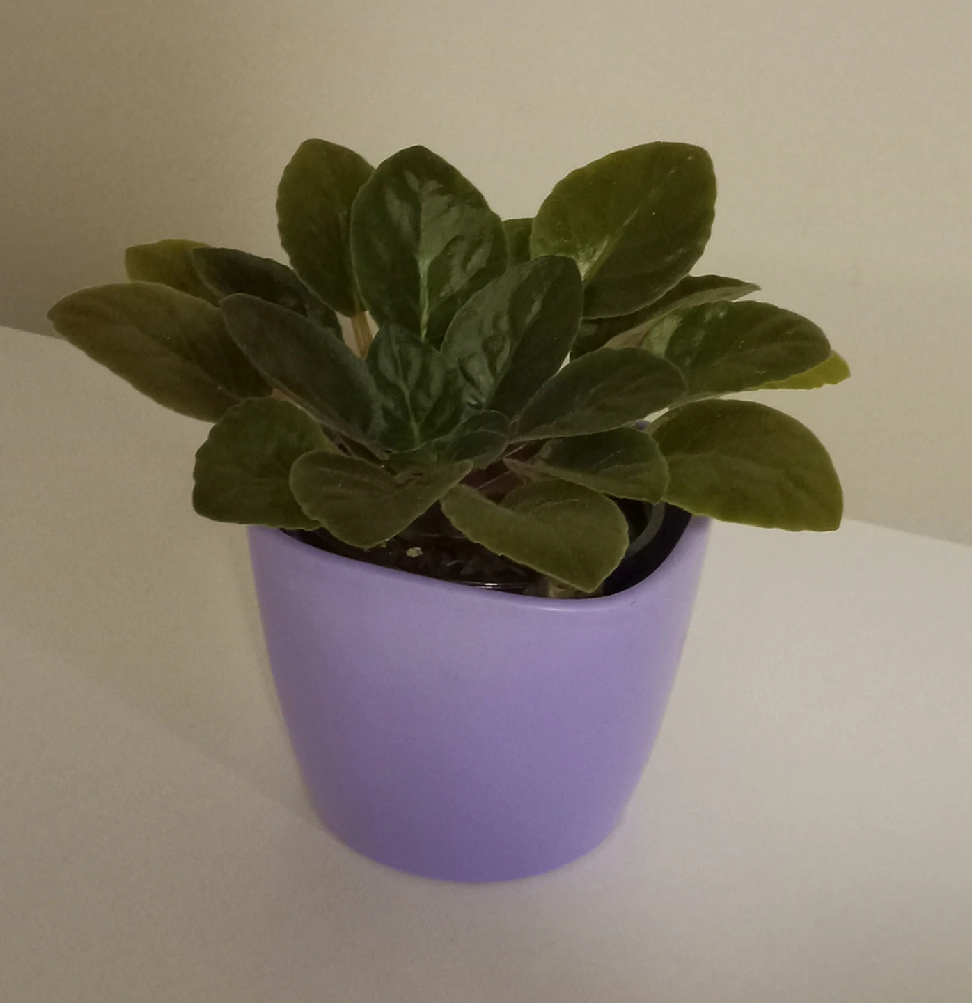 Purple ceramic plant pot - photo 2