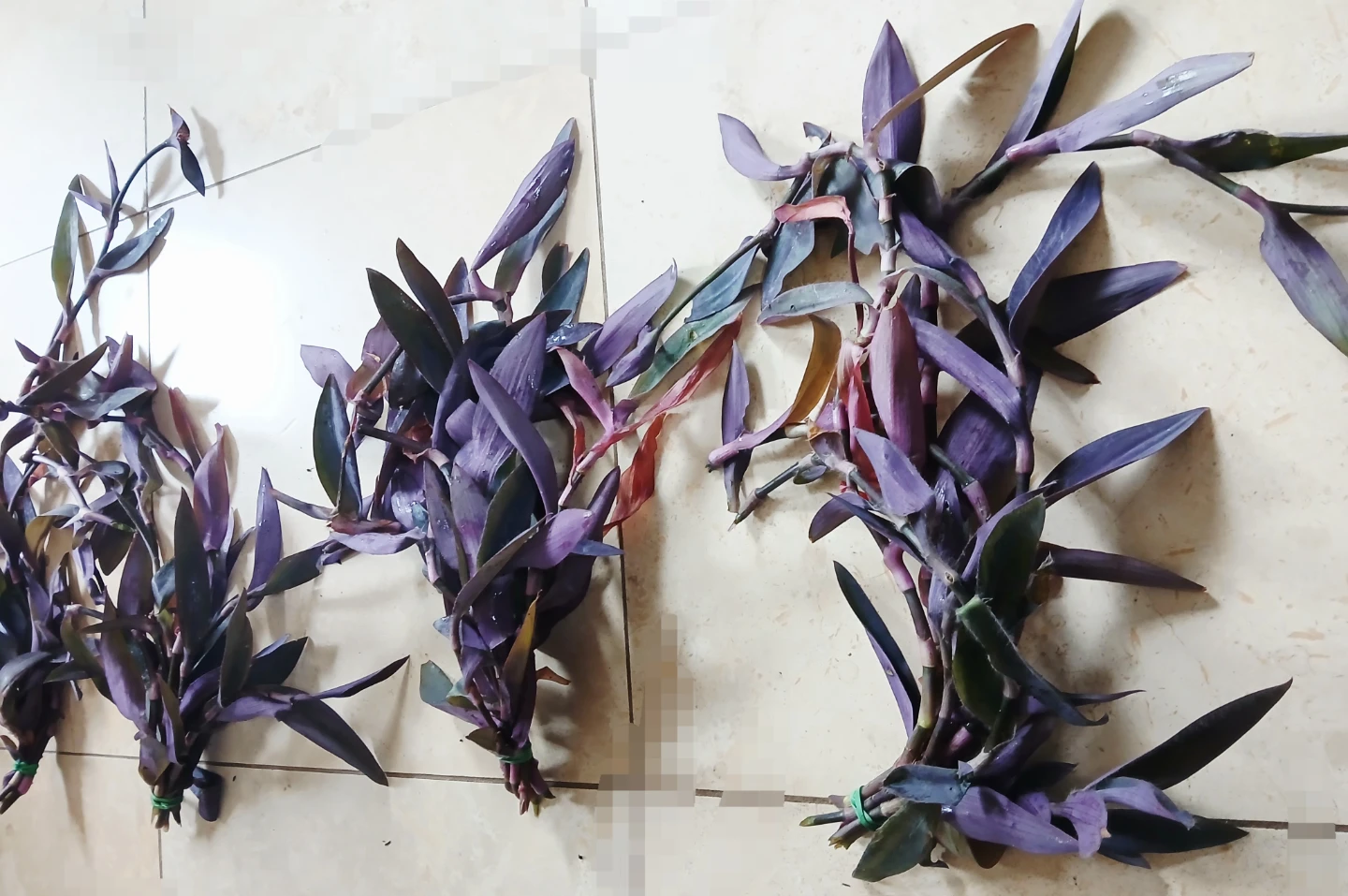 FREE Purple Heart Plant Cuttings - photo 3