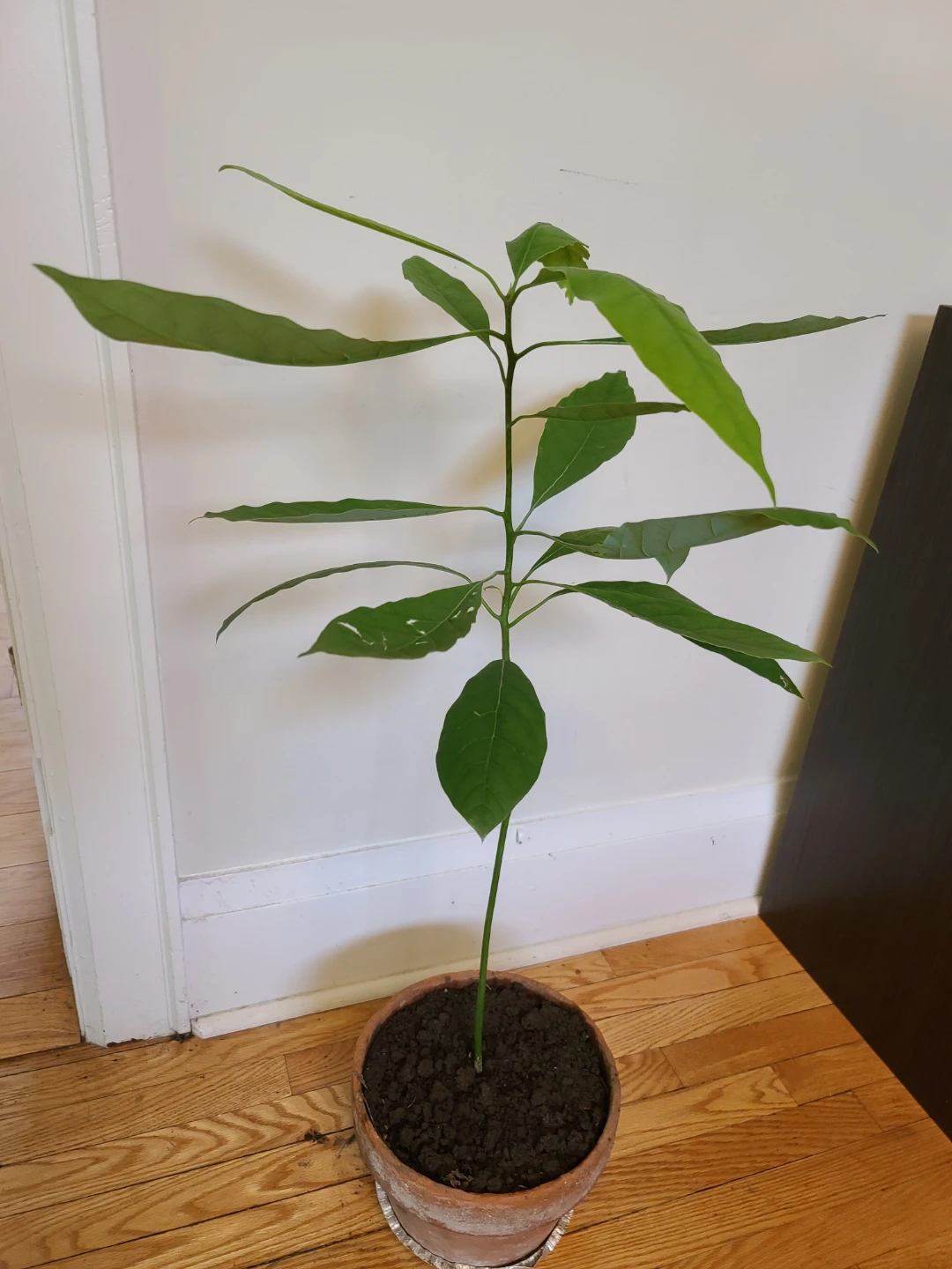Healthy Home-Grown Avocado Tree Seedling in Terracotta Pot - photo 4