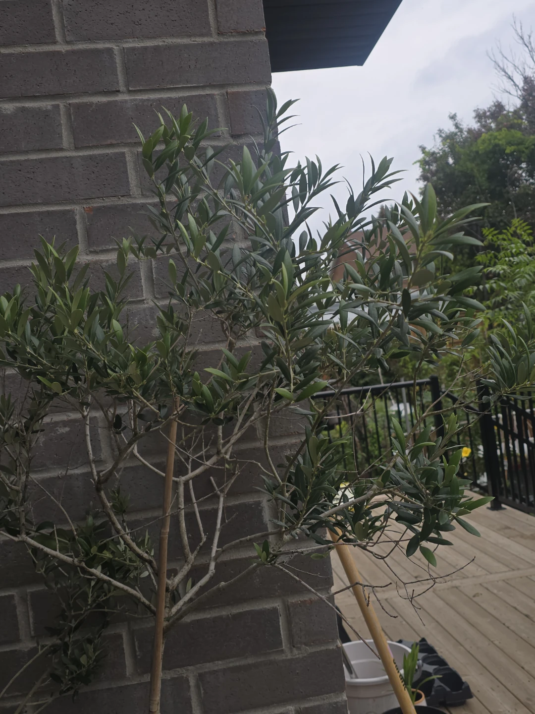 Healthy Potted Olive Tree 14"pot