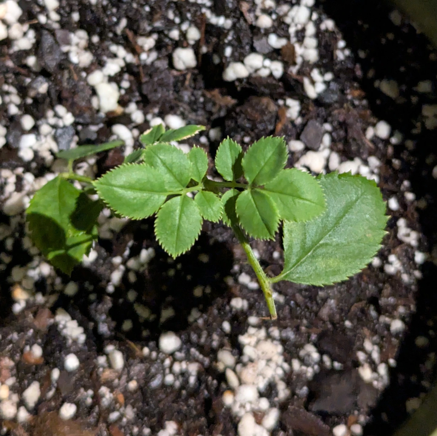 Peach Avalanche Rose Plant - photo 2