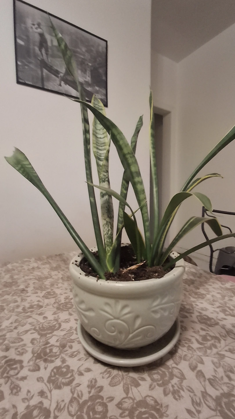 Snake Plant in Decorative Ceramic Pot - photo 2