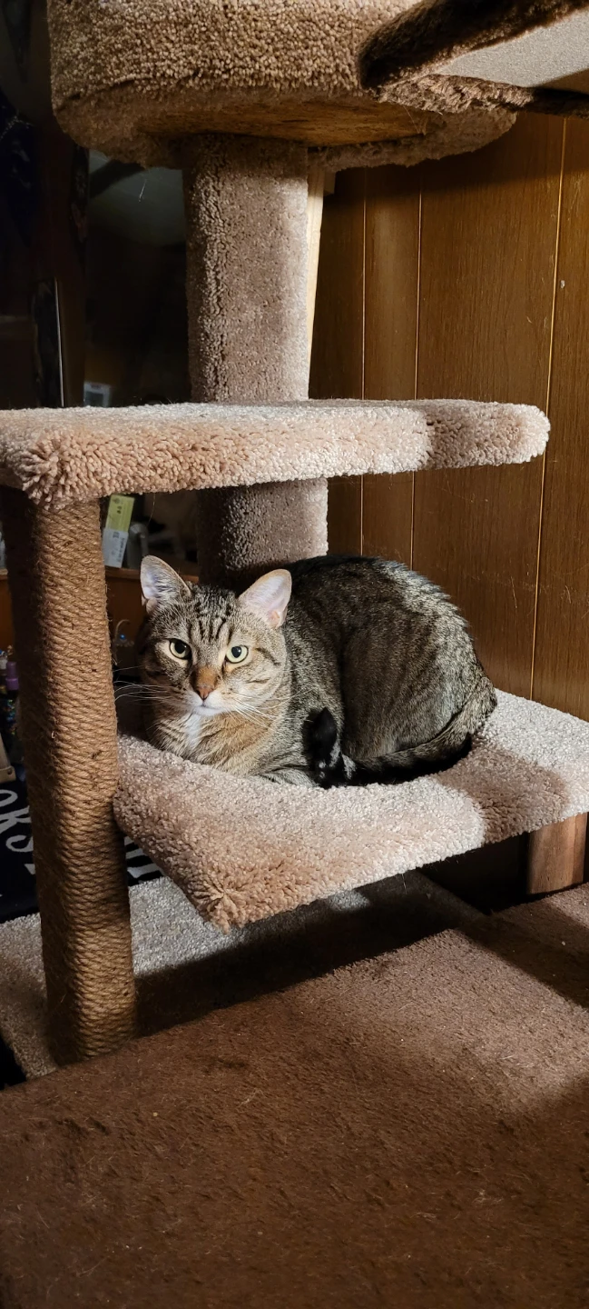 Cat Tree - photo 4