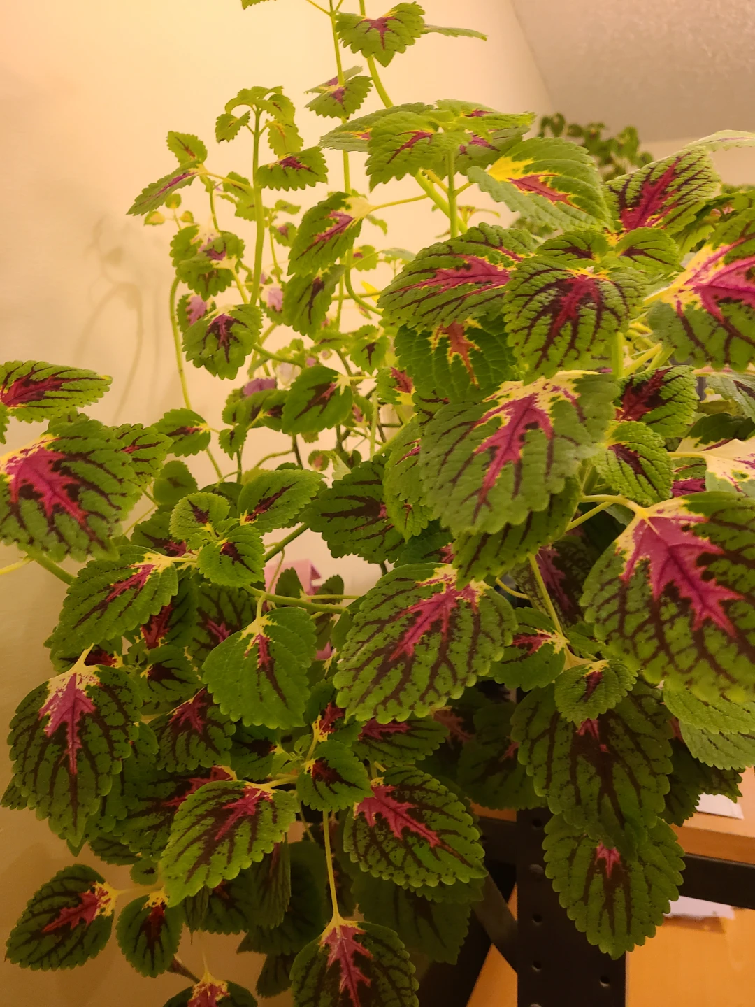 Large Healthy Vibrant Coleus Plant - photo 2
