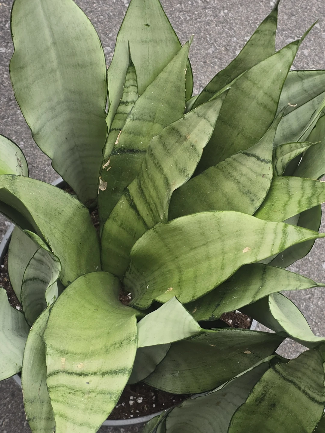 Snake Plant moonshine 2 gallon pot - photo 2