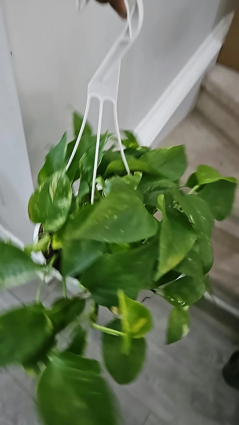 Pothos Hanging Plant